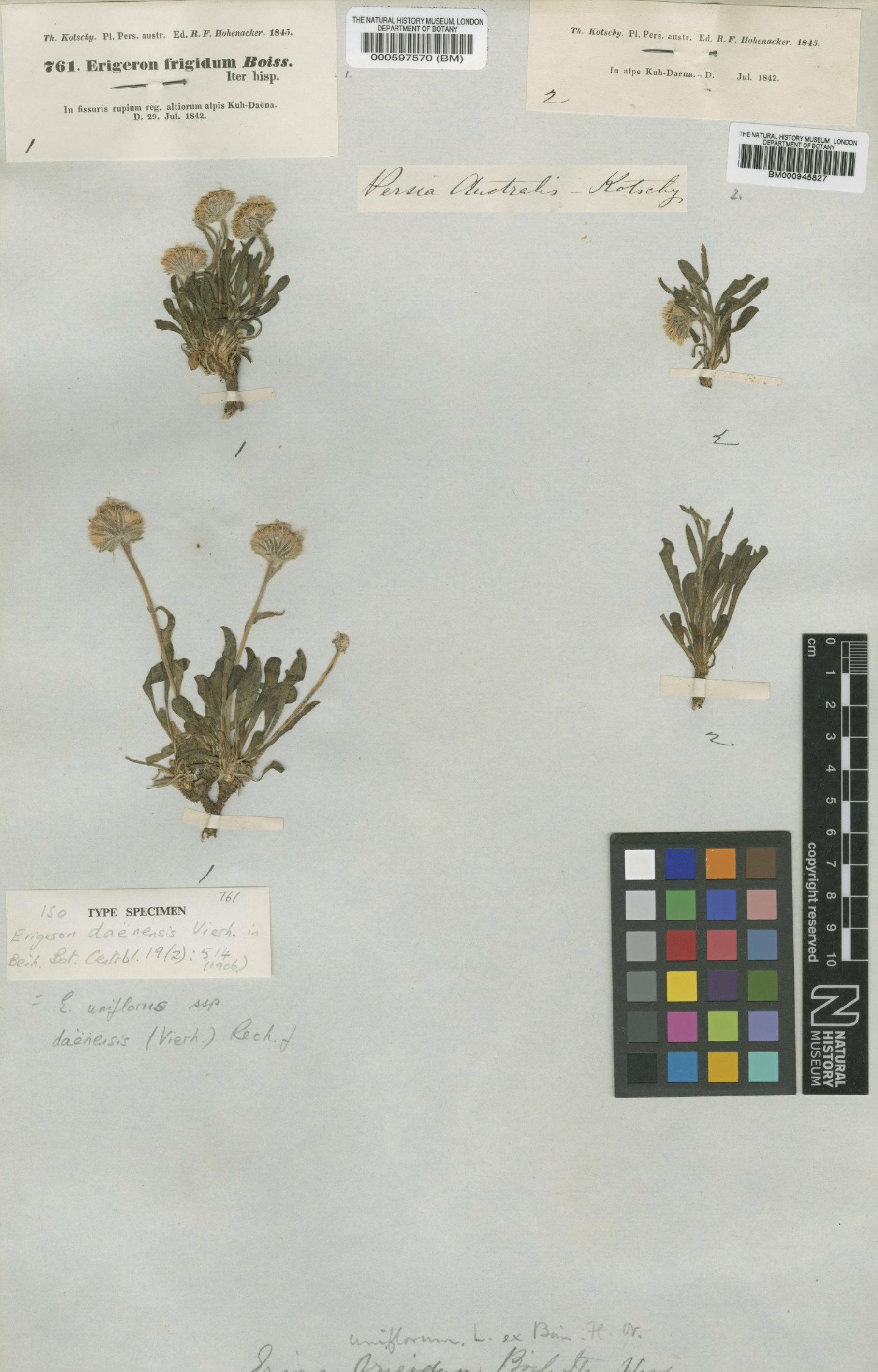 To NHMUK collection (Erigeron uniflorus subsp. daenensis (Vierh) Rech.f.; Isotype; NHMUK:ecatalogue:4982055)