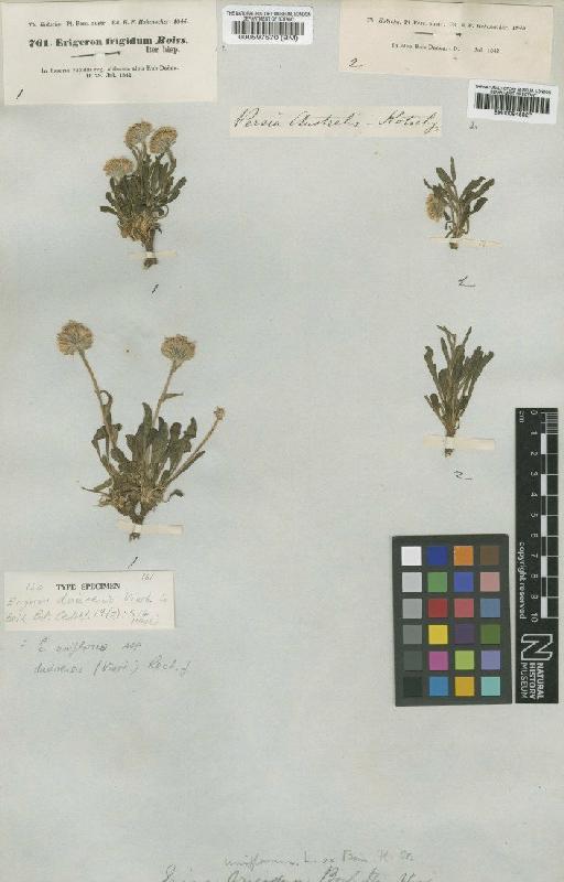 Erigeron uniflorus subsp. daenensis (Vierh) Rech.f. - BM000597570