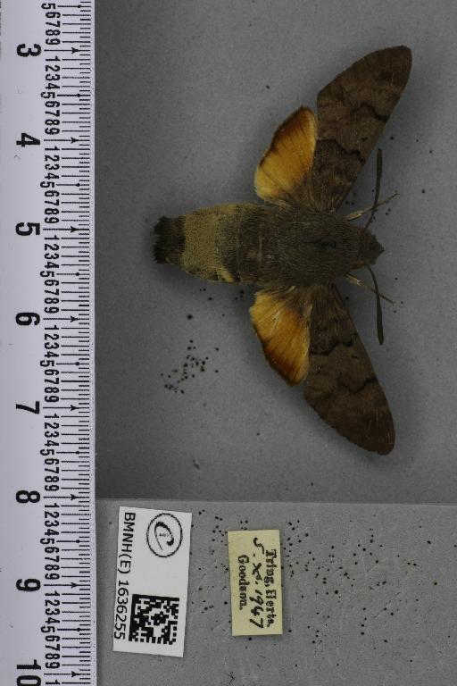 Macroglossum stellatarum (Linnaeus, 1758) - BMNHE_1636255_205967