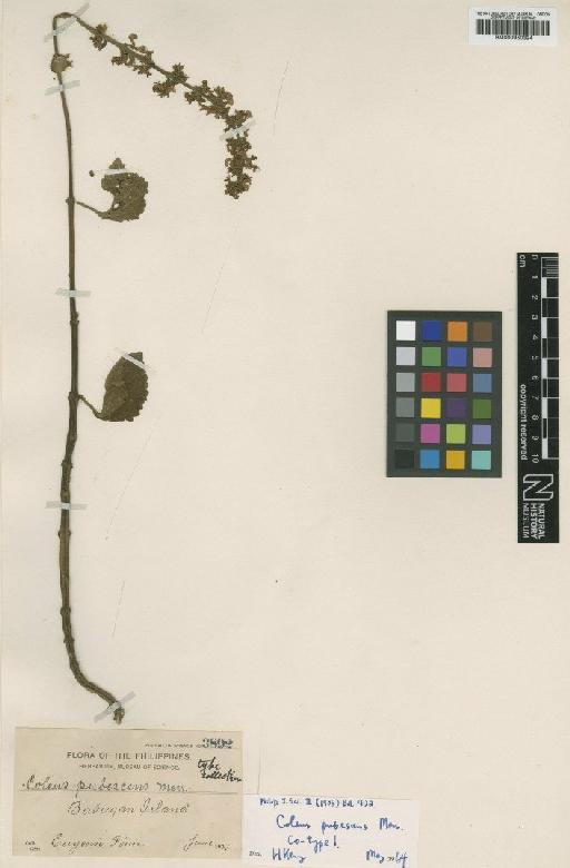 Coleus scutellarioides var. crispipilus (Merr.) H.Keng - BM000950324