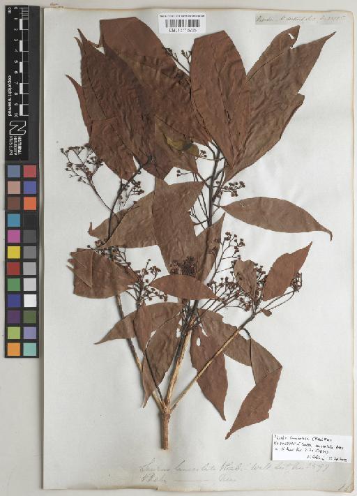 Phoebe lanceolata (Nees) Nees - BM013718295