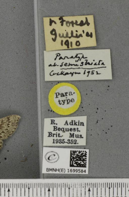 Cyclophora pendularia ab. semistriata Cockayne, 1952 - BMNHE_1699584_label_273087
