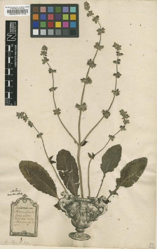 Salvia L. - BM000557610