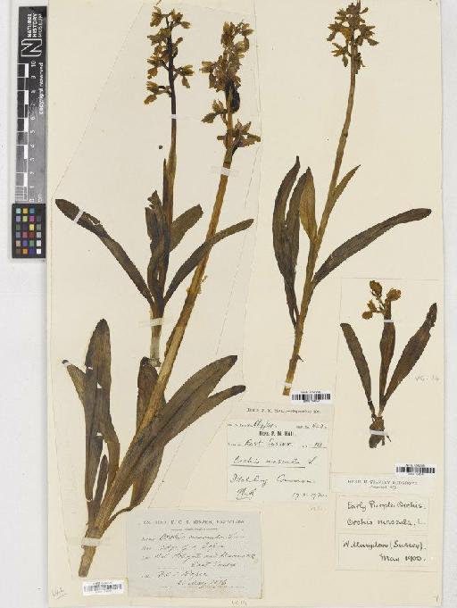 Orchis mascula (L.) L. - BM001164673