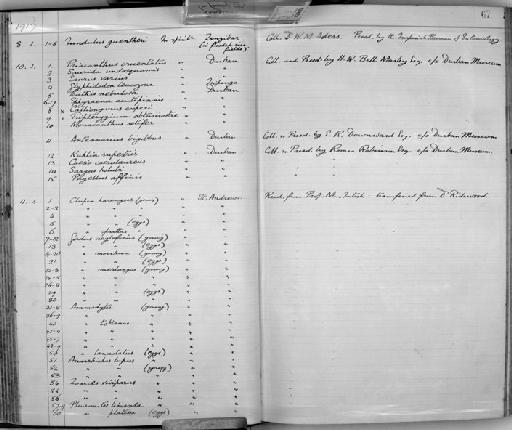 Glyphisodon leucozona Bleeker, 1859 - Zoology Accessions Register: Fishes: 1912 - 1936: page 67