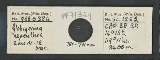 Globigerina nepenthes Todd, 1957 - PF71324.jpg