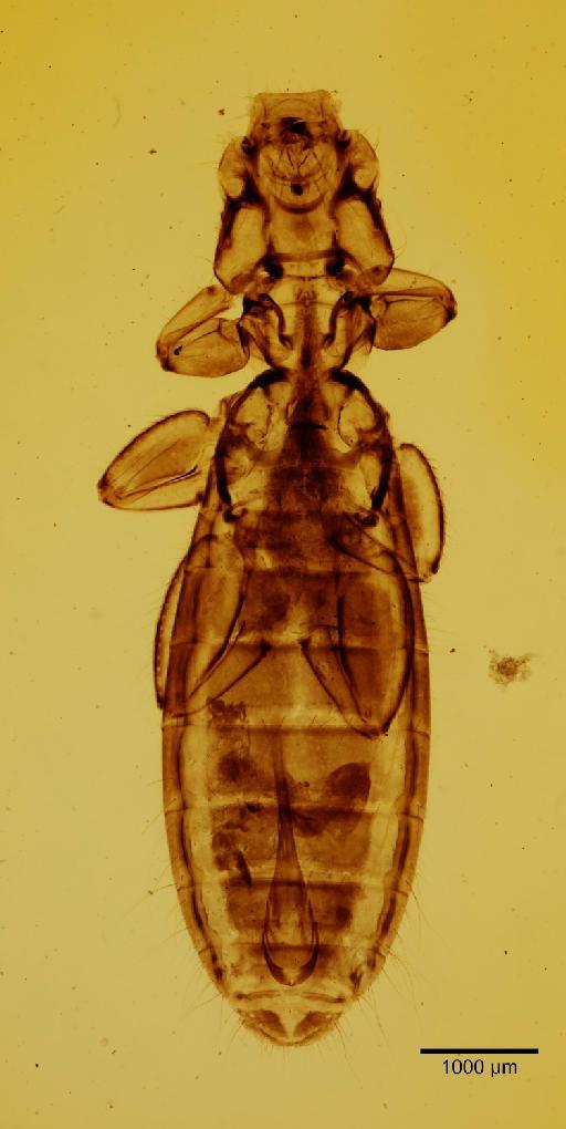 Laemobothrion circi Fourcroy, 1785 - 010649254_b_specimen