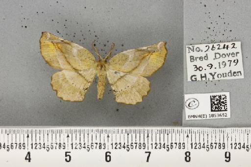 Apeira syringaria (Linnaeus, 1758) - BMNHE_1853652_431696