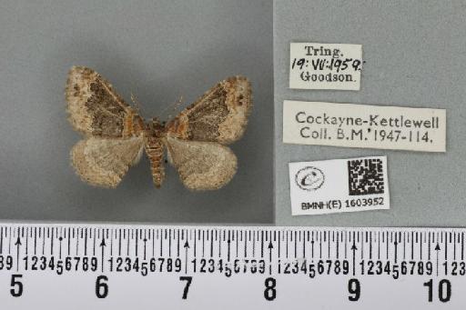 Xanthorhoe ferrugata (Clerck, 1759) - BMNHE_1603952_311031