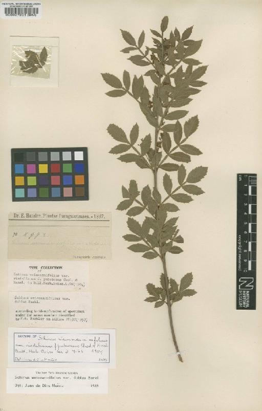 Schinus weinmanniifolia var. dubius F.A.Barkley - BM000087224