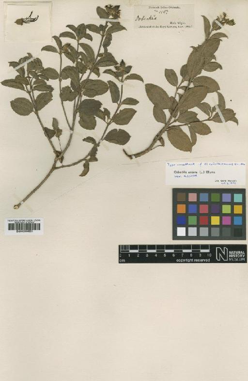 Osbeckia aspera (L.) Blume - BM000944353