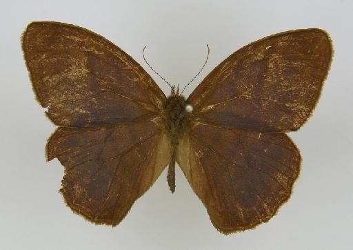 Euptychia batesii Butler, 1867 - BMNH(E)_ 1266947_Magneuptychia_(Euptychia)_harpyia_batesii_Butler_T_male_ (2)