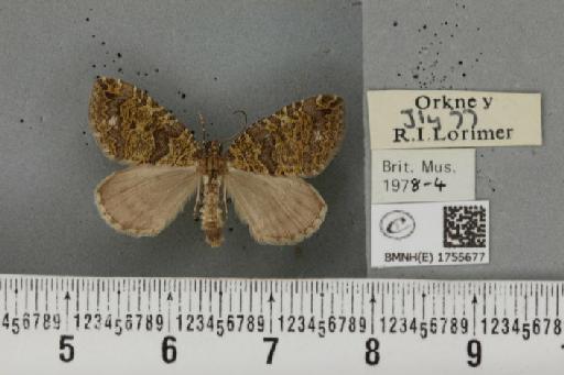 Hydriomena furcata (Thunberg, 1784) - BMNHE_1755677_328946