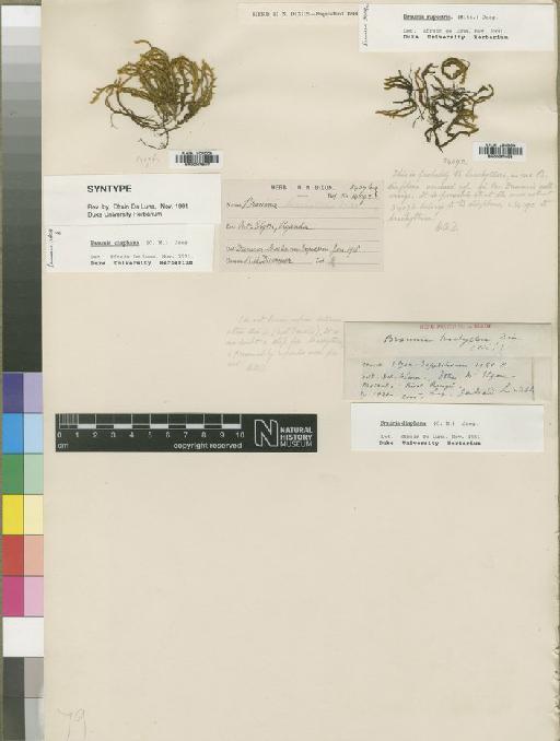 Braunia secunda (Hook.) Bruch & Schimp. - BM000878407_a