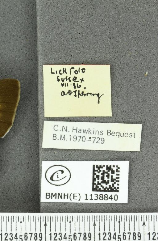Thecla betulae (Linnaeus, 1758) - BMNHE_1138840_label_95267