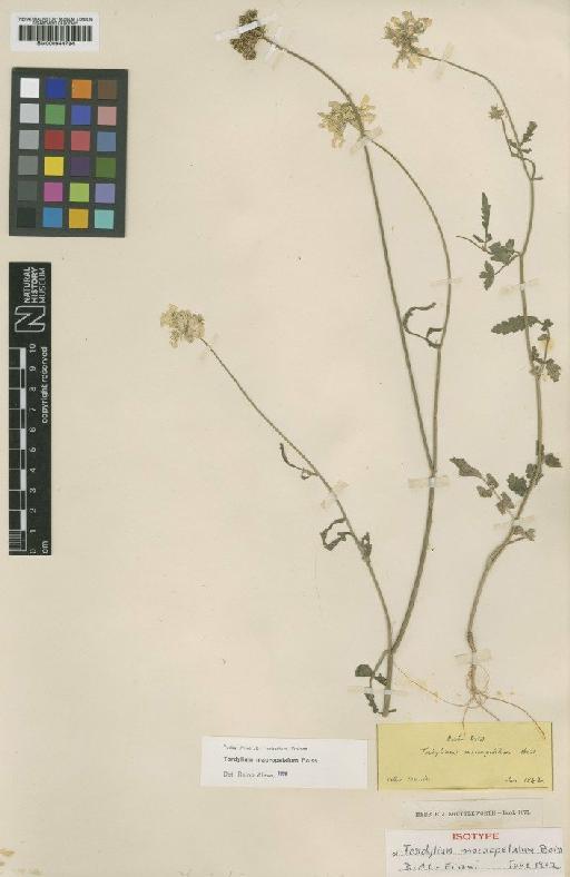 Tordylium macropetalum Boiss. - BM000944784