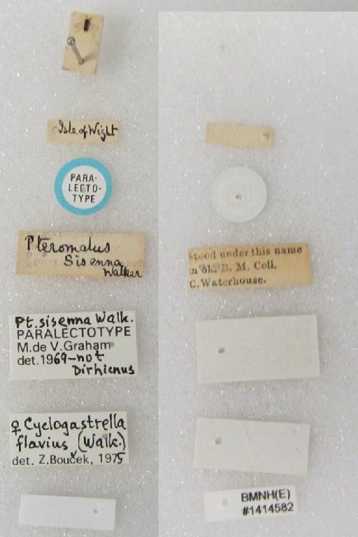 Pteromalus sisenna Walker, 1839 - P sisenna PLT det as C flavius #1414582 labels.jpg