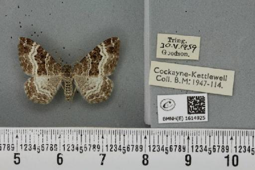 Epirrhoe alternata alternata ab. obscura Lempke, 1950 - BMNHE_1614925_316075