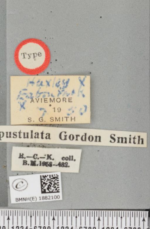 Selenia dentaria ab. brunneopustulata Smith, 1951 - BMNHE_1882100_label_447712