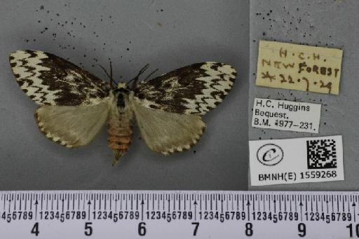 Lymantria monacha ab. mediofasciata Lempke, 1947 - BMNHE_1559268_251973