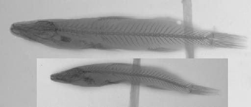 Nannoglanis fasciatus Boulenger, 1887 - BMNH 1880.12.8.149-150, SYNTYPES, Nannoglanis fasciatus, radiograph