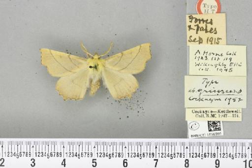 Ennomos alniaria ab. grisescens Cockayne, 1952 - BMNHE_1858566_433538