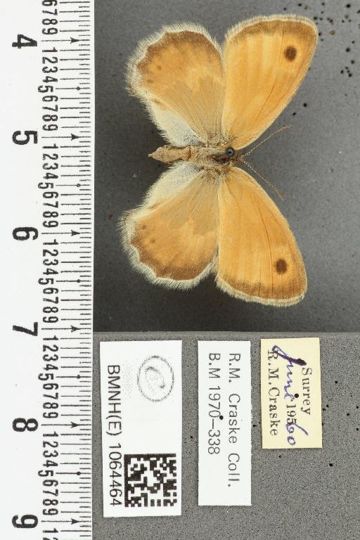 Coenonympha pamphilus (Linnaeus, 1758) - BMNHE_1064464_25628