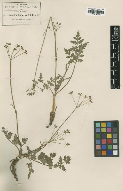 Arracacia arguta (Rose) Mathias & Constance - BM001008598