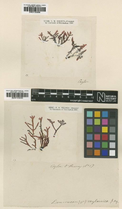 Chondrophycus ceylanicus (J.Agardh) M.J.Wynne, Serio, Cormaci & G.Furnari - BM001038698