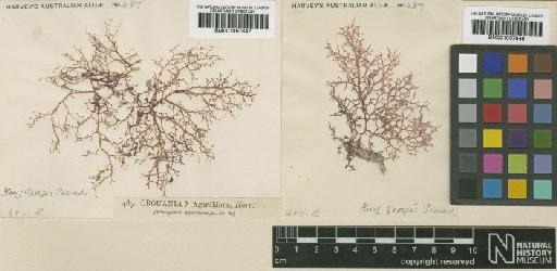 Ptilocladia agardhiana (Harv.) E.M.Woll. - BM001067848