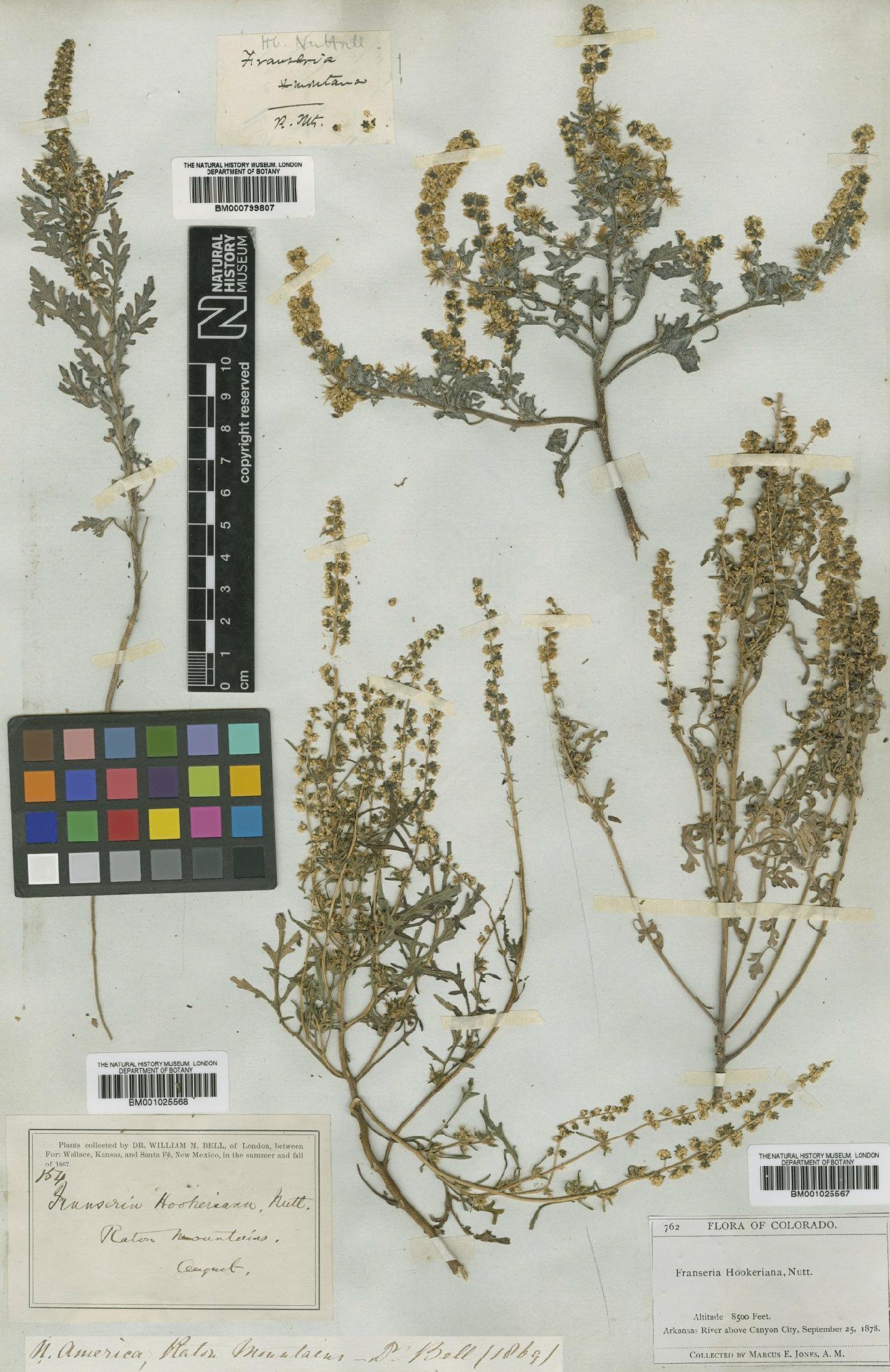 To NHMUK collection (Ambrosia acanthicarpa (Hook.) Cov; Type; NHMUK:ecatalogue:4992141)