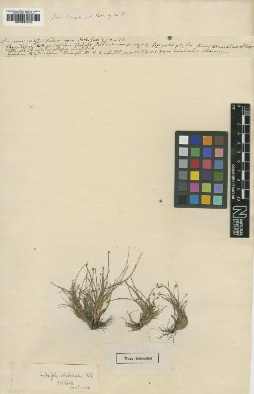 Fimbristylis polytrichoides (Retz.) R.Br. - BM000959065