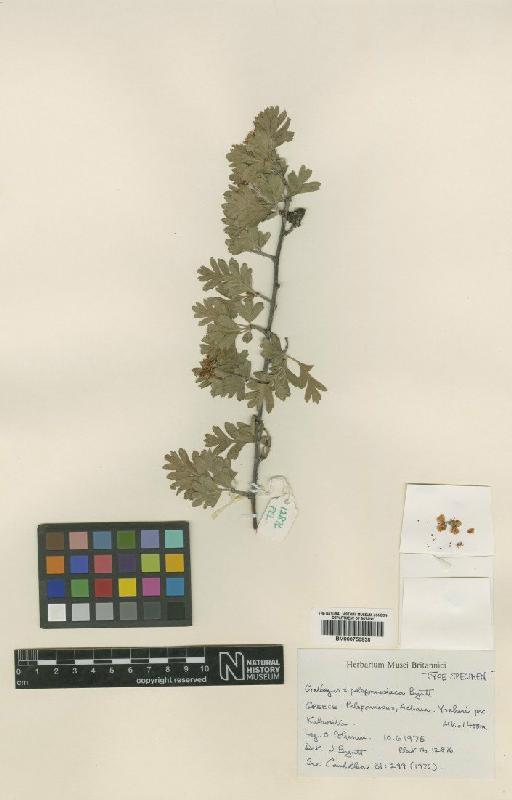 Crataegus linnaeus Gand. - BM000750838