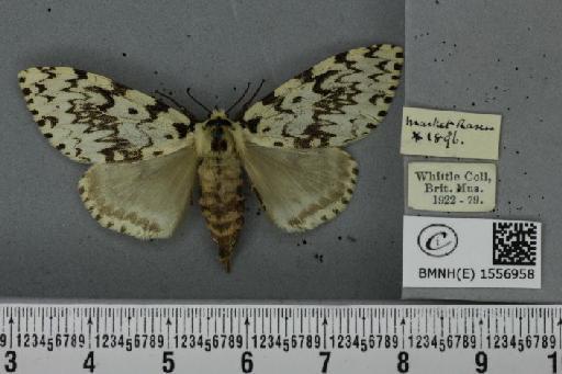 Lymantria monacha (Linnaeus, 1758) - BMNHE_1556958_251700