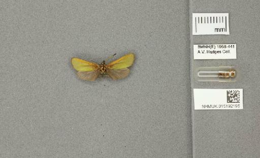 Adscita (Adscita) geryon Hübner, 1813 - 015192195_775459_1857531