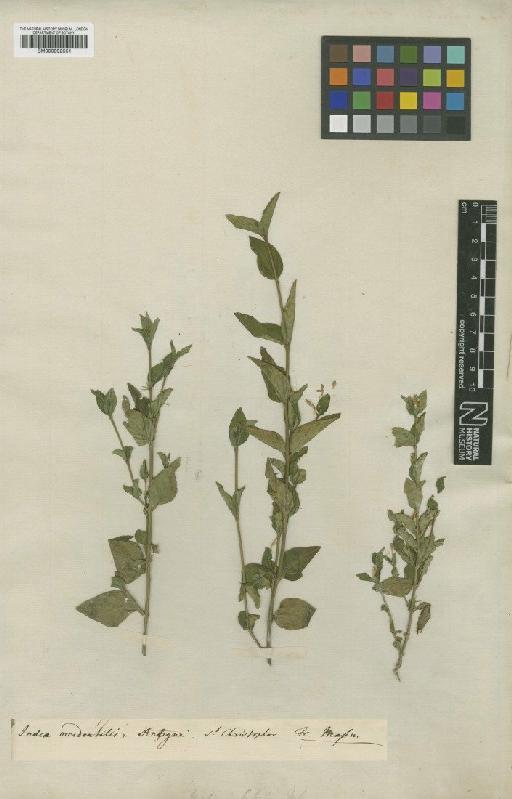 Siphonoglossa sessilis (Jacq.) D.N.Gibson - BM000992551