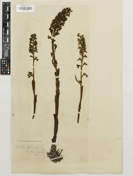 Neottia nidus-avis (L.) Rich. - BM001110023