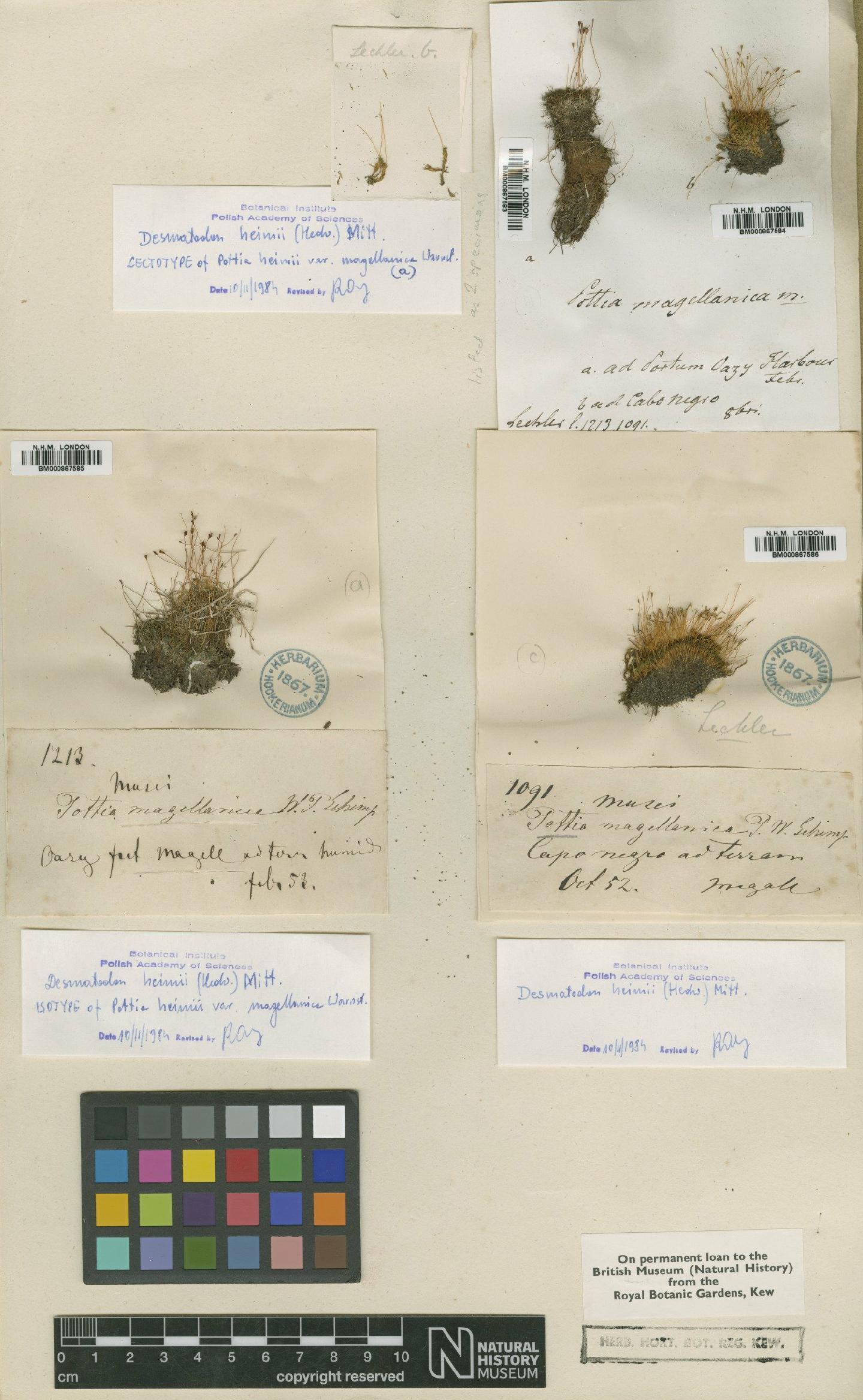 To NHMUK collection (Hennediella heimii (Hedw.) R.H.Zander; LECTOTYPE; NHMUK:ecatalogue:652416)