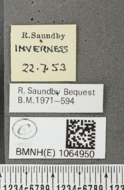 Coenonympha pamphilus (Linnaeus, 1758) - BMNHE_1064950_label_26215