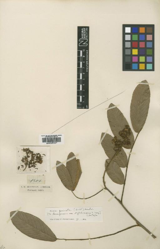 Machaerium quinata (Aubl.) Sandwith - BM000797417