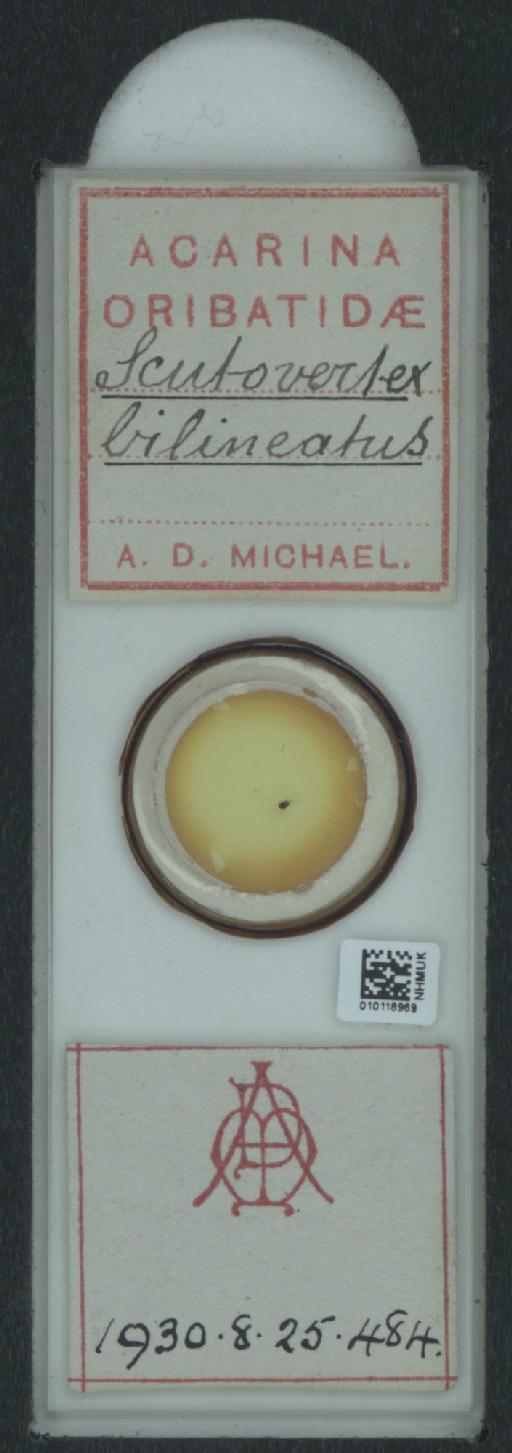 Scutovertex bilineatus (A.D. Michael, 1888) - 010118969_128155_548571