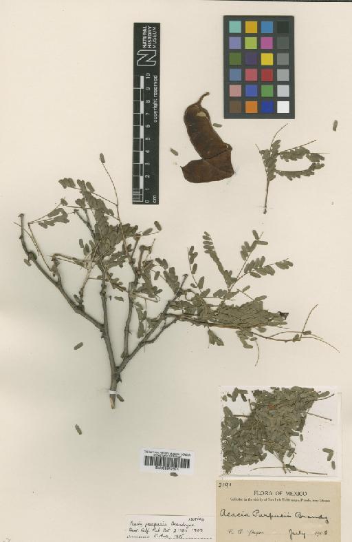 Acacia purpusii Brandegee - BM000952374