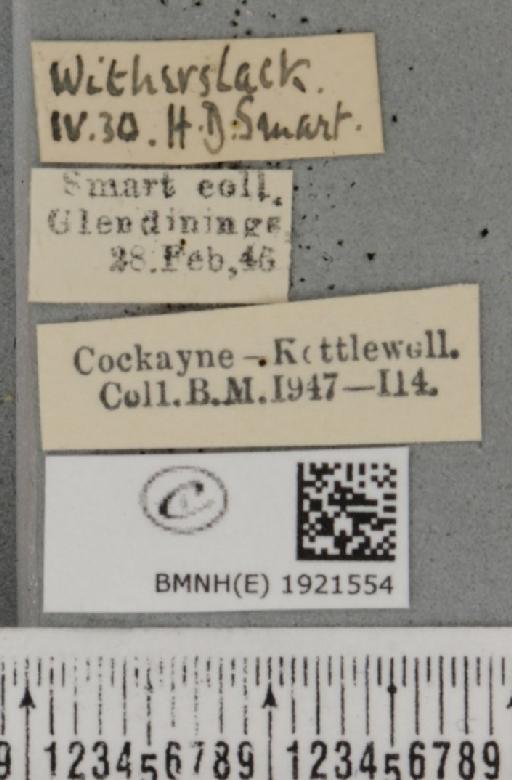 Ematurga atomaria (Linnaeus, 1758) - BMNHE_1921554_label_486844