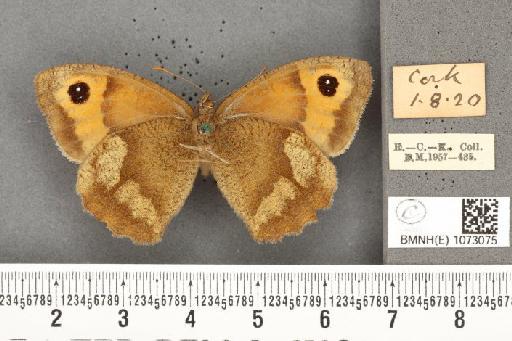 Maniola jurtina iernes ab. fracta Zweigelt, 1918 - BMNHE_1073075_38786