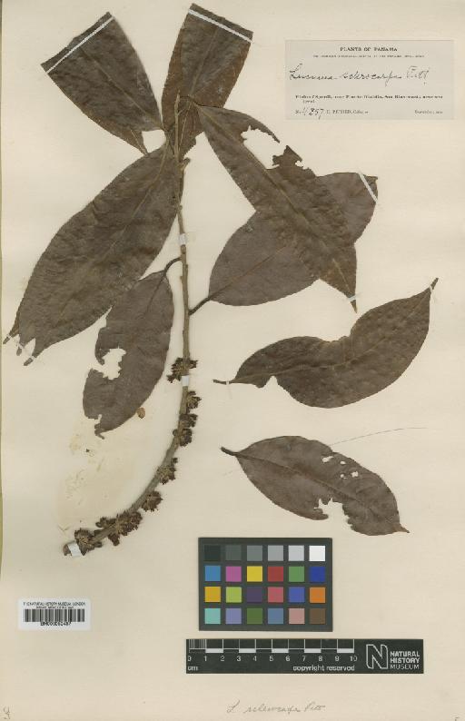 Pouteria sclerocarpa (Pittier) Cronquist - BM000952487