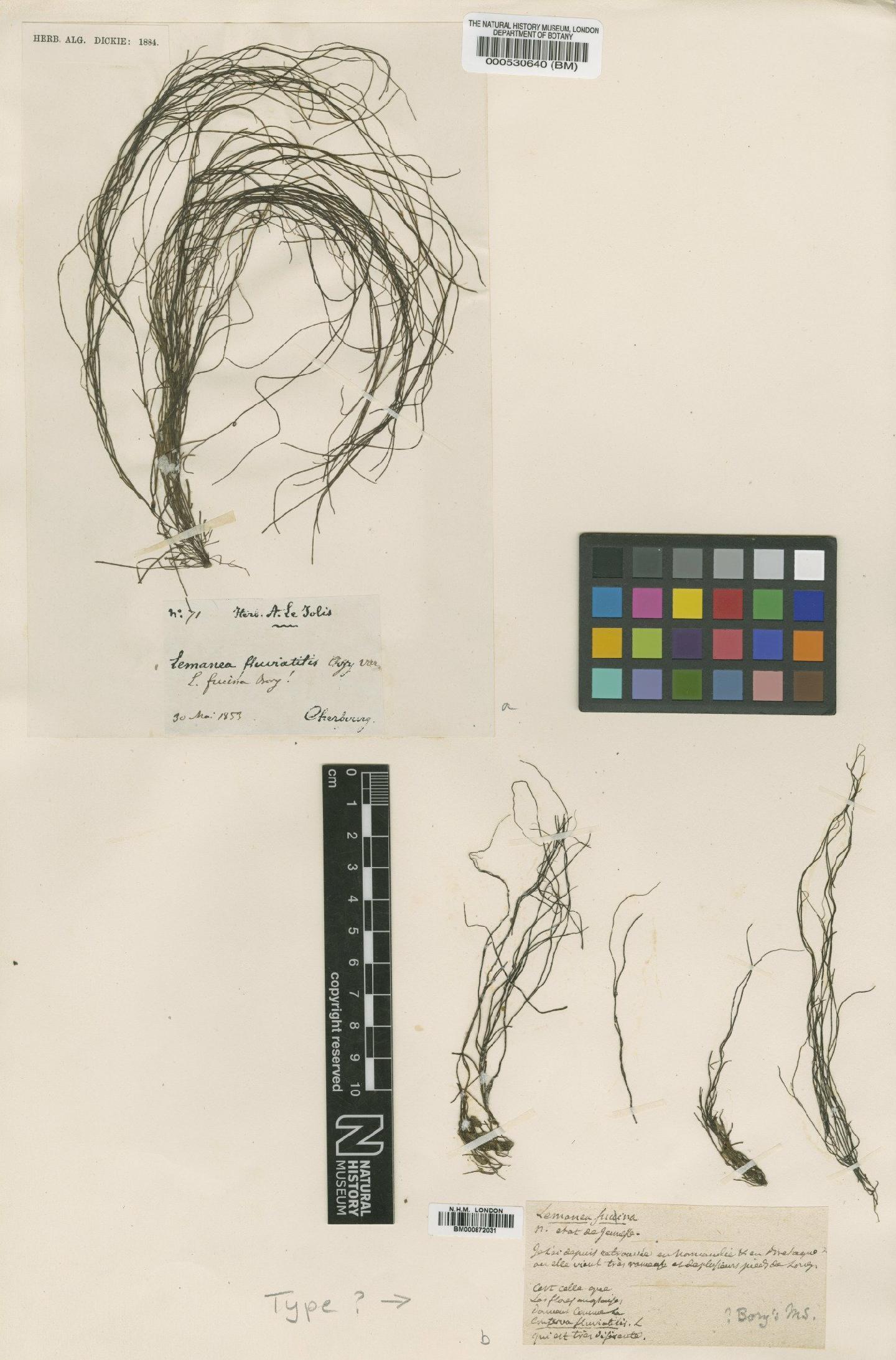 To NHMUK collection (Lemanea fluviatilis (L.) C.Agardh; TYPE; NHMUK:ecatalogue:466160)