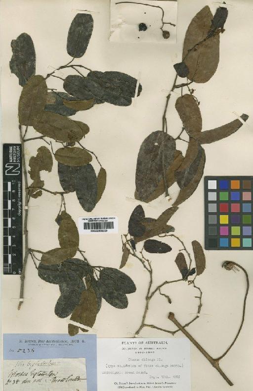 Cissus oblonga (Benth.) Planch. - BM000838229