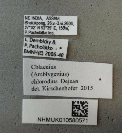 Chlaenius (Amblygenius) chlorodius Dejean, 1826 - Chlaenius_chlorodius_NHMUK010580571_labels