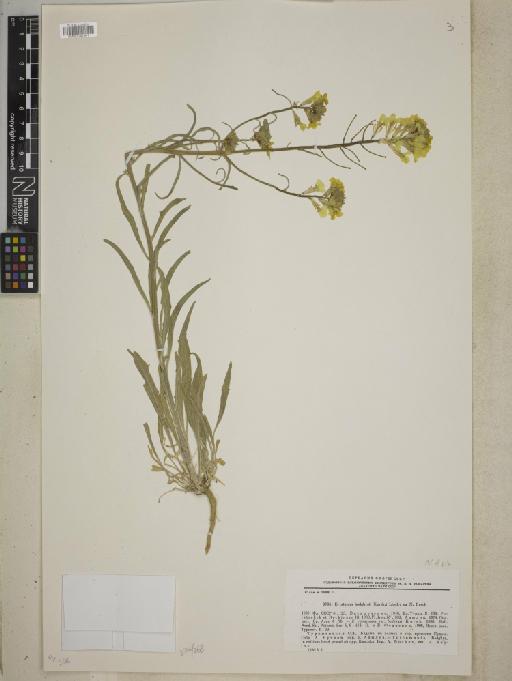 Erysimum badghisi (Korsh.) Lipsky ex N.Busch - BM001241941