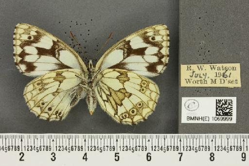 Melanargia galathea serena Verity, 1913 - BMNHE_1069999_35845